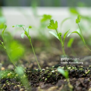 Cilantro NFT