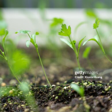Cilantro NFT