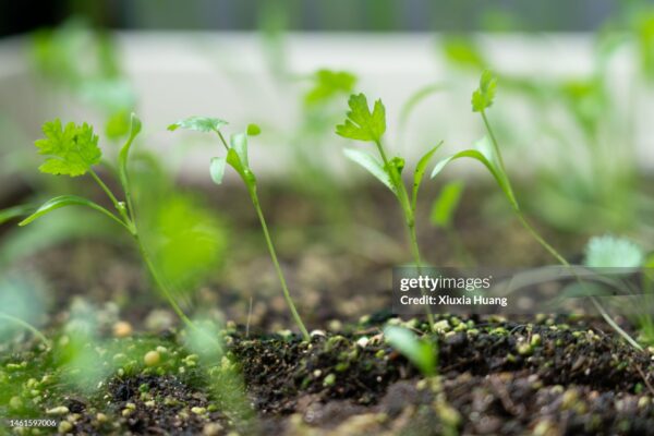 Cilantro NFT